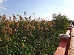 -芒洲湿地公园