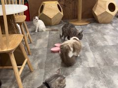 -楼上猫咖(罗湖店)