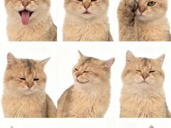 -大邑李记肥肠血旺