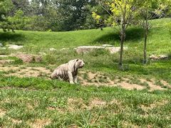 -北京野生动物园