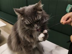 -安格丽娜·狗咖·猫咖羊驼咖(春熙路百盛商场店)