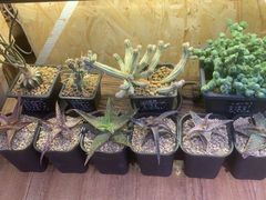 -Rabbit Cafe私房西餐甜点咖啡(栖霞路店)