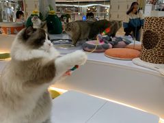 -COLOR PETS 撸猫馆·购猫·猫咖(长风大悦城店)