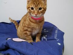 -东方名猫馆·英短金渐层布偶猫舍(环线广场1号楼店)