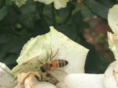 -小仙居·农家宴烤羊· 农庄