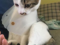 -中农国际动物医院24小时·猫科·骨科·急重症中心