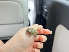 -青石桥花鸟鱼虫市场(叠翠城店)