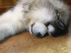 -李小姐の猫咖啡馆(五角场店)
