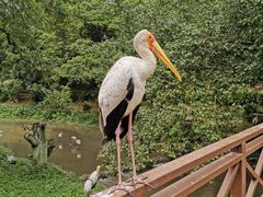 -吉隆坡雀鸟公园