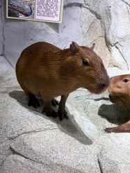 -Zoolung Zoolung动物主题公园(海信广场店)