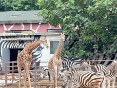 -大连森林动物园