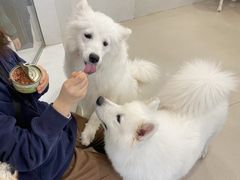 -共舞时光猫咖·狗咖(新街口店)