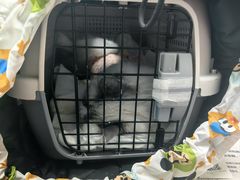 -纳吉亚猫专科动物诊疗中心(蒋宅口分院)