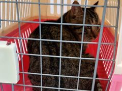 -关爱宠物医院·猫科中心·消化科(滨湖万达分院)