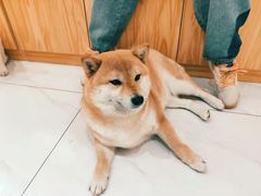 -柴源莊·柴小宠柴犬咖啡