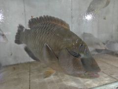 -海盗餐厅