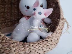 -欣宠猫屋·矮脚拿破仑·蓝金金渐层