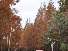 -日照海滨国家森林公园