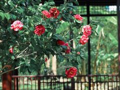 -深圳国际园林花卉博览园