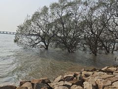 -宝安西湾红树林湿地公园