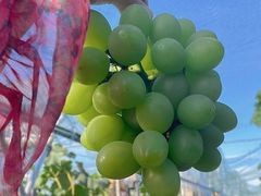 -美家乐农庄·露营·团建(大治路店)