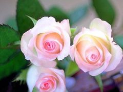 -静岸花卉园艺(三星坊店)