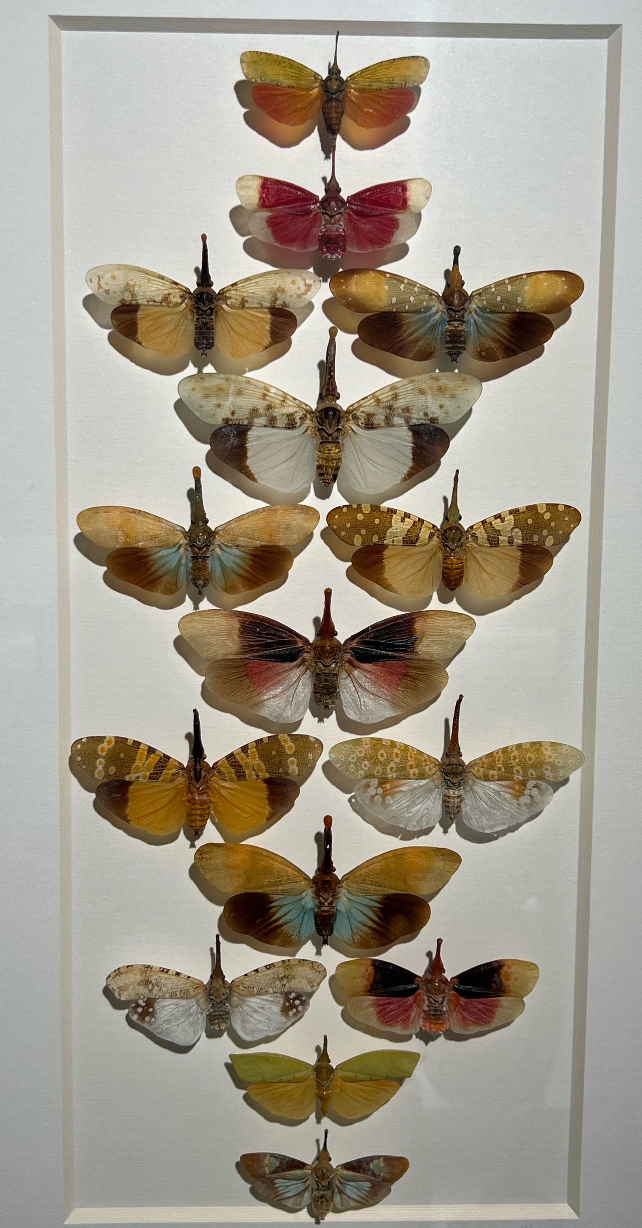 周末遛娃 | 制作了独一无二的蝴蝶标本