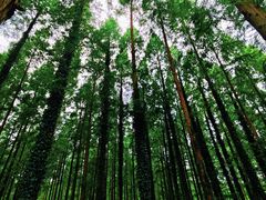 -黄海国家森林公园