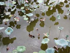 -惠州西湖丰渚园