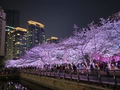 -西北湖绿化广场
