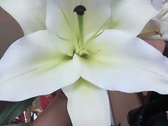 -吴山花鸟城-停车场