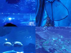-海合安武汉极地海洋公园