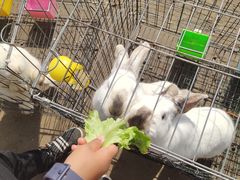 -前小桔亲子创意农场·草莓采摘·露营烧烤