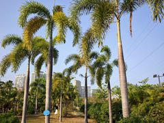 -金鸡岭桥头公园
