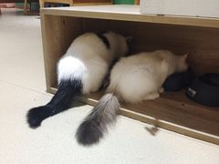-藏猫猫咖啡主题馆(中央大道店)