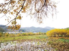 -千年银杏谷文化旅游区