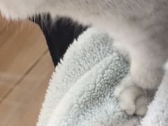 -李小姐の猫咖啡馆(五角场店)