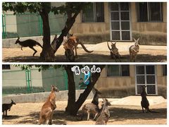 -西安秦岭野生动物园