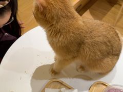 -滚猫咖啡·猫咖·猫友好撸猫(未来城店)