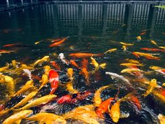 -三亚太阳湾柏悦酒店