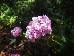 -墨尔本皇家植物园