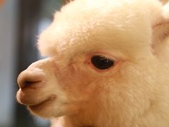 -藦茜花园宠物主题亲子互动体验馆(国顺东路店)