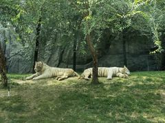 -北京野生动物园