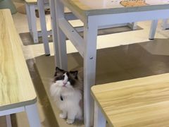 -藏猫猫咖啡主题馆(中央大道店)