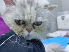 -关爱宠物医院·猫科中心·消化科(滨湖万达分院)