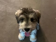 -翊宠yipet猫狗购宠庄园犬舍•猫舍