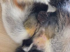 -嘉馨宠物医院·CT影像转诊·心脏科·犬猫全科诊疗中心(下沙大学城院区)