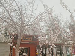 -桃花堤公园