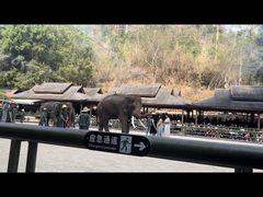 -野象谷景区