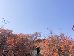 -北京西山国家森林公园